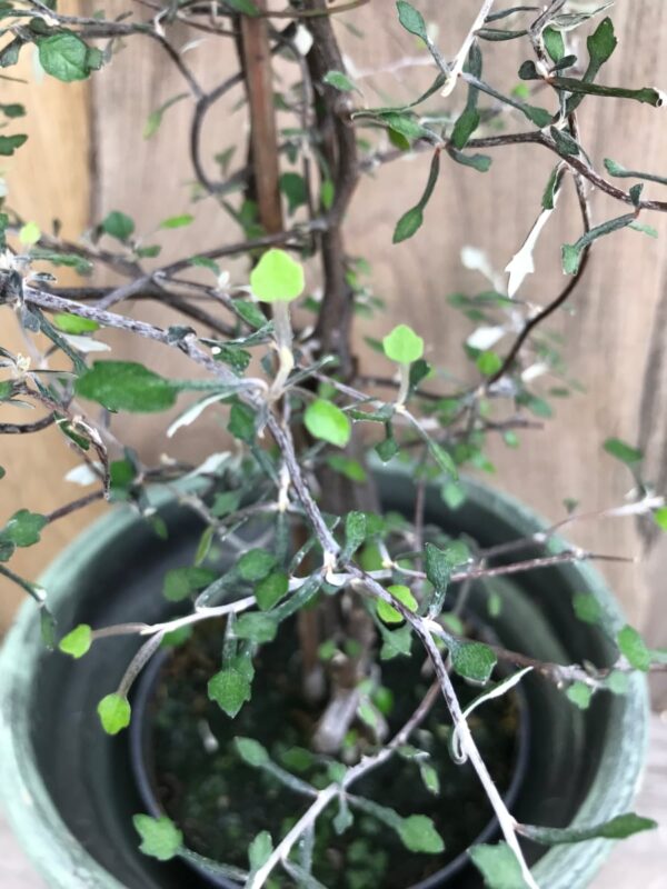 Corokia cotoneaster, blad