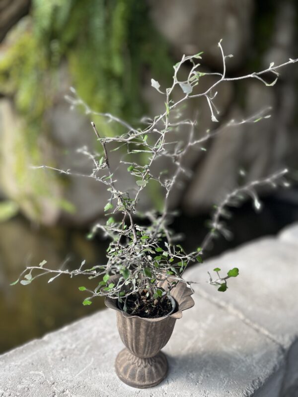Corokia cotoneaster, ung planta
