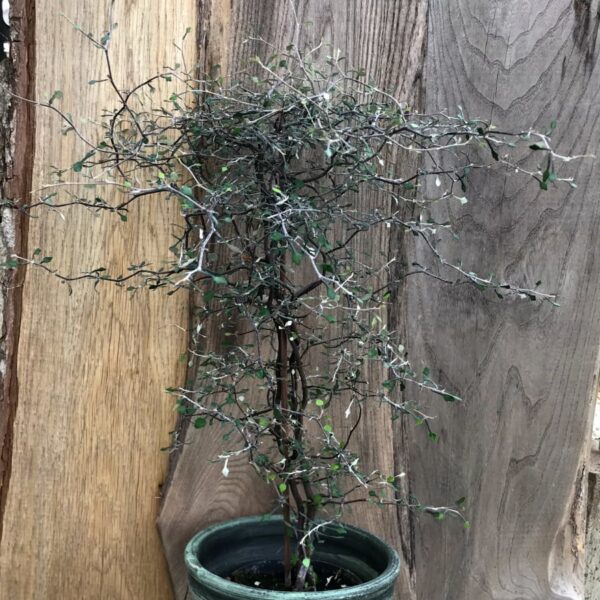 Corokia cotoneaster, vuxen planta