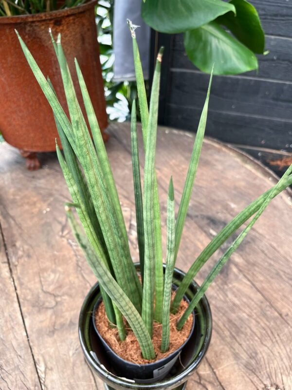 Dracaena angolensis, vuxen planta, uppifrån