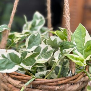 Epipremnum aureum 'N'Joy', större vuxen planta