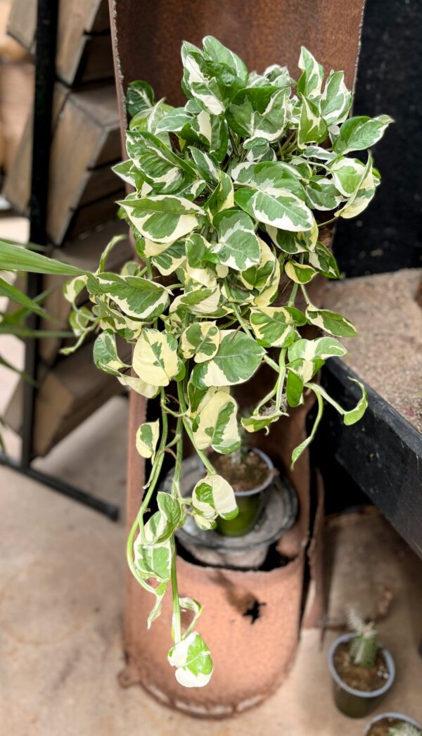 Epipremnum aureum 'N'Joy', större vuxen planta i 17 cm bred ampel