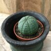 Euphorbia obesa (Baseball plant)