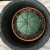 Euphorbia obesa (Baseball plant)