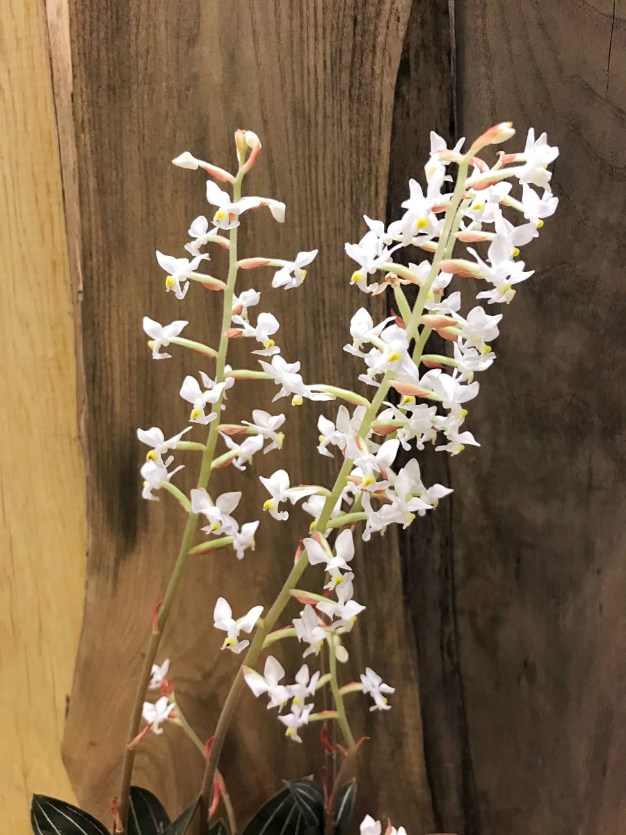 Ludisia discolor var dawsoniana, blommor Ludisia discolor var dawsoniana, blommor