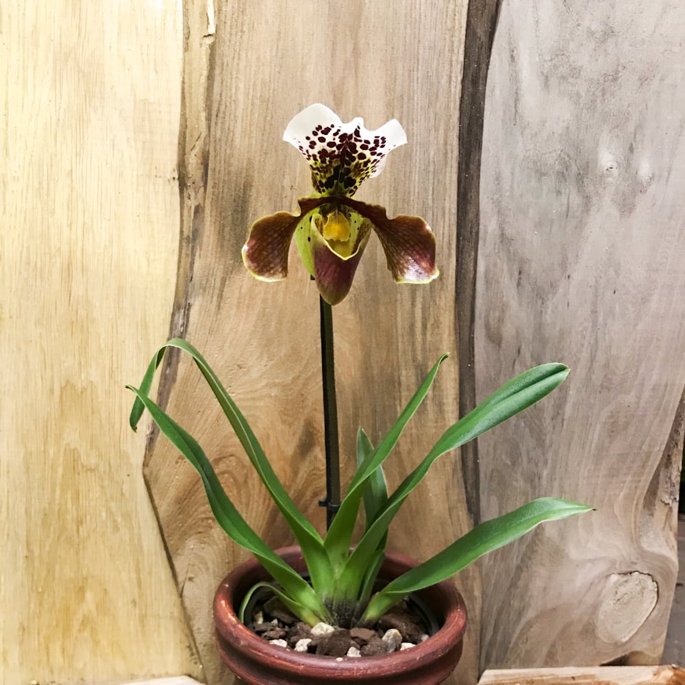 Paphiopedilum, Amerikansk Hybrid