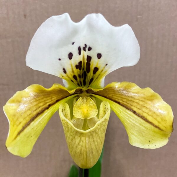 Paphiopedilum, Amerikansk Hybrid, gul, blomma
