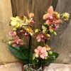 Phalaenopsis Sunset Love