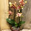 Phalaenopsis Sunset Love