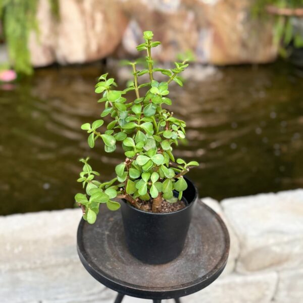 Portulacaria afra, vuxen planta