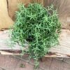 Senecio peregrinus (String of Dolphins), vuxen planta