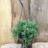 Senecio peregrinus (String of Dolphins), vuxen planta