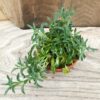 Senecio peregrinus (String of Dolphins), ung planta