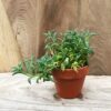 Senecio peregrinus (String of Dolphins), ung planta