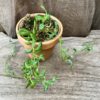 Senecio peregrinus, ung planta