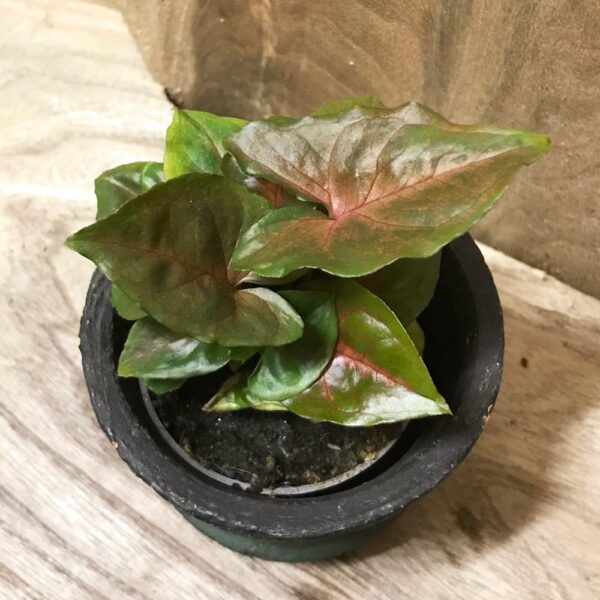 Syngonium podophyllum 'Maria Allusion', ung planta