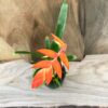 Tillandsia dyeriana