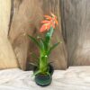Tillandsia dyeriana