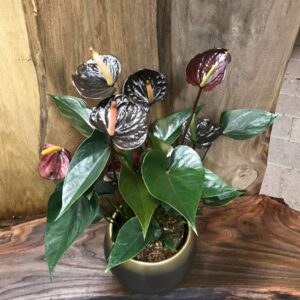 Anthurium Black Love (Flamingoblomma)