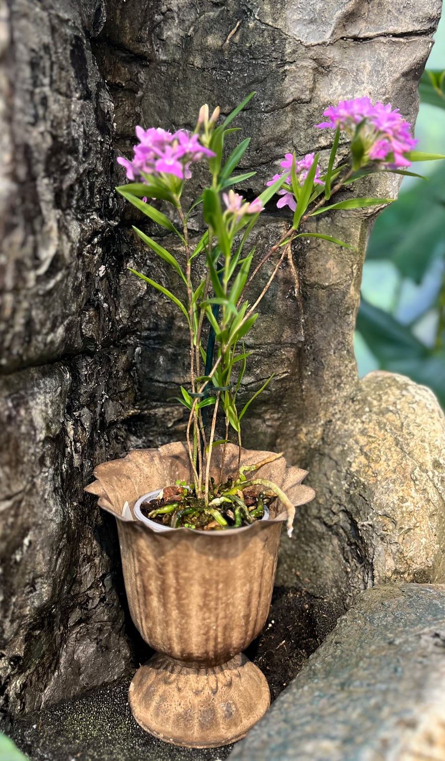 Epidendrum centropetalum, blommande planta