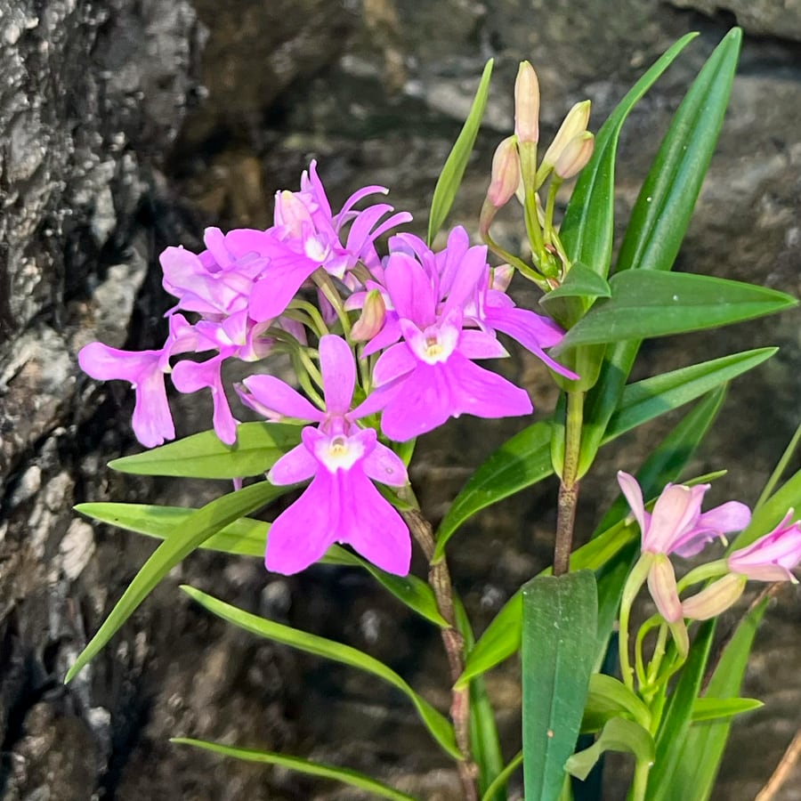 Epidendrum centropetalum, blommor