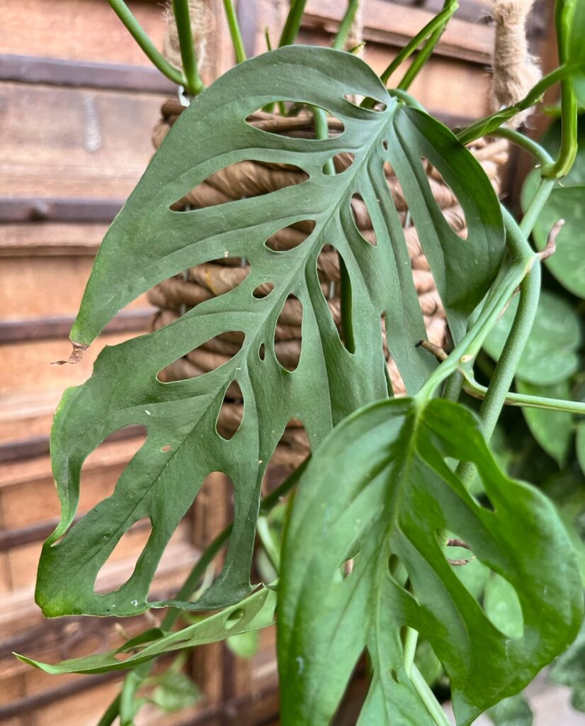 Monstera adansonii, blad