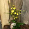 Oncidium Münsterland