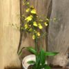 Oncidium Münsterland