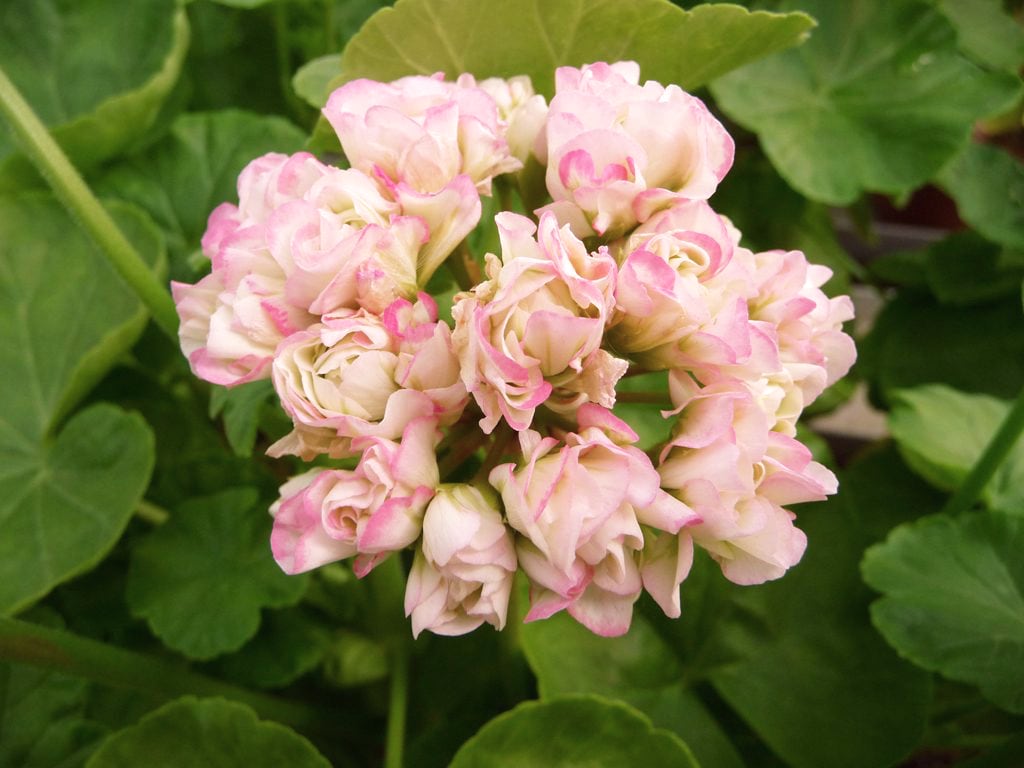 Pelargon Appleblossom Rosebud, blomma