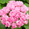 Pelargon Australian Pink Rambler - Bild 7