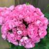 Pelargon Australian Pink Rambler, blomma