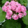 Pelargon Australian Pink Rambler, blomma
