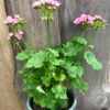 Pelargon Australian Pink Rambler, blommande planta