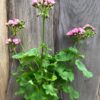 Pelargon Australian Pink Rambler, blommande planta