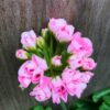 Pelargon Australian Pink Rambler, knoppar