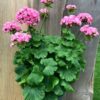 Pelargon Australian Pink Rambler, samlingsexemplar