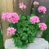 Pelargon Australian Pink Rambler, samlingsexemplar