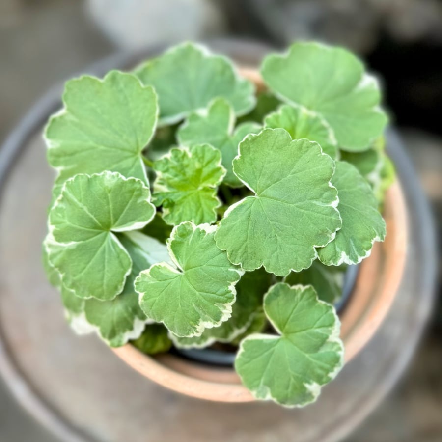Pelargon Bollnäs, blad