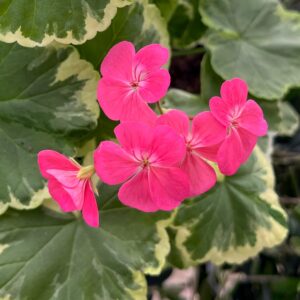 Pelargon Bollnäs, blommor och blad