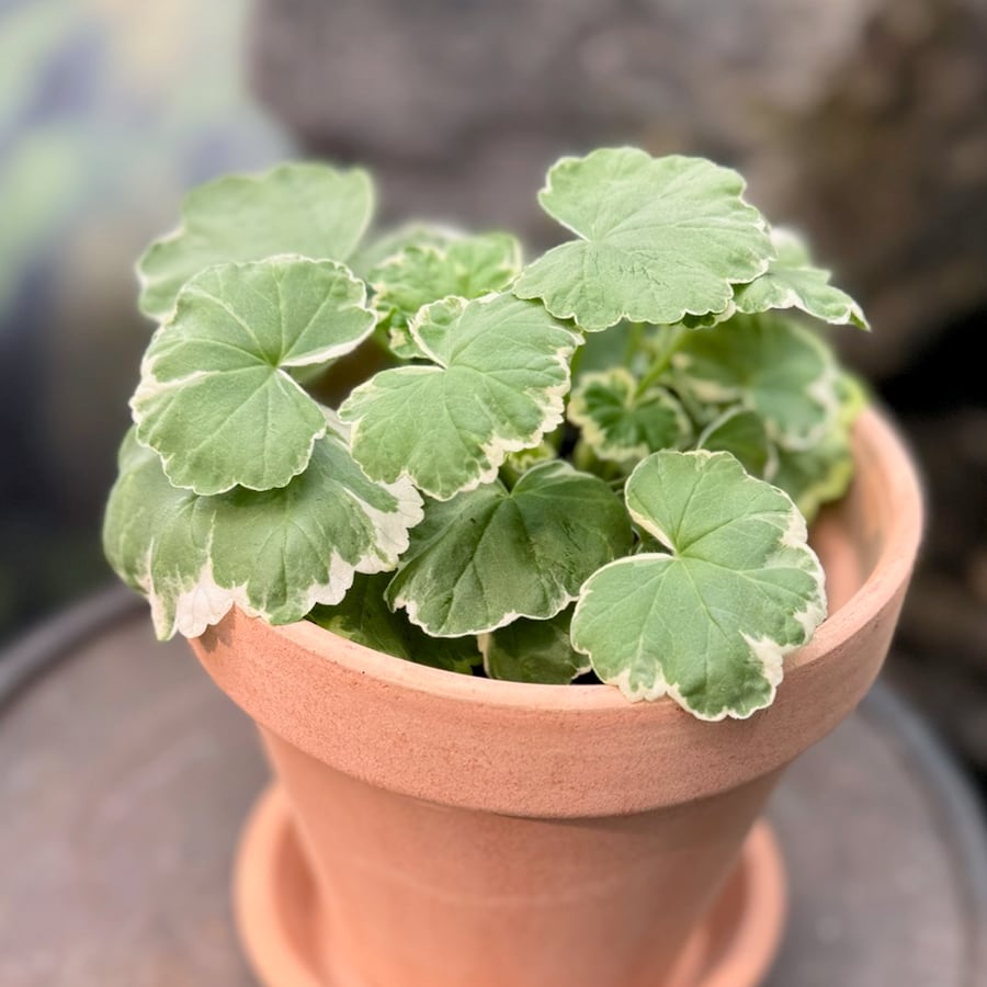 Pelargon Bollnäs, ung planta