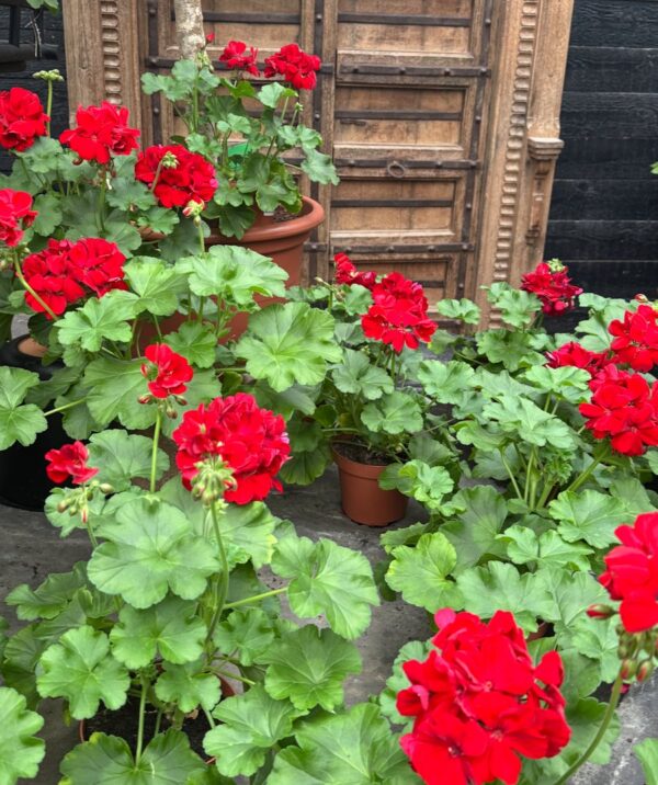 Pelargon Calliope Large Dark Red, blommande plantor