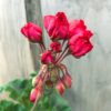Pelargon Carmen Andrea, blomma