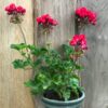 Pelargon Carmen Andrea, blommande planta