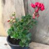 Pelargon Carmen Andrea, planta