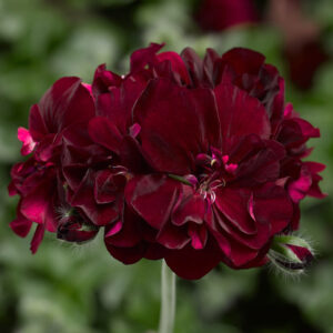 Pelargon Corriente Dark Burgundy, blomma