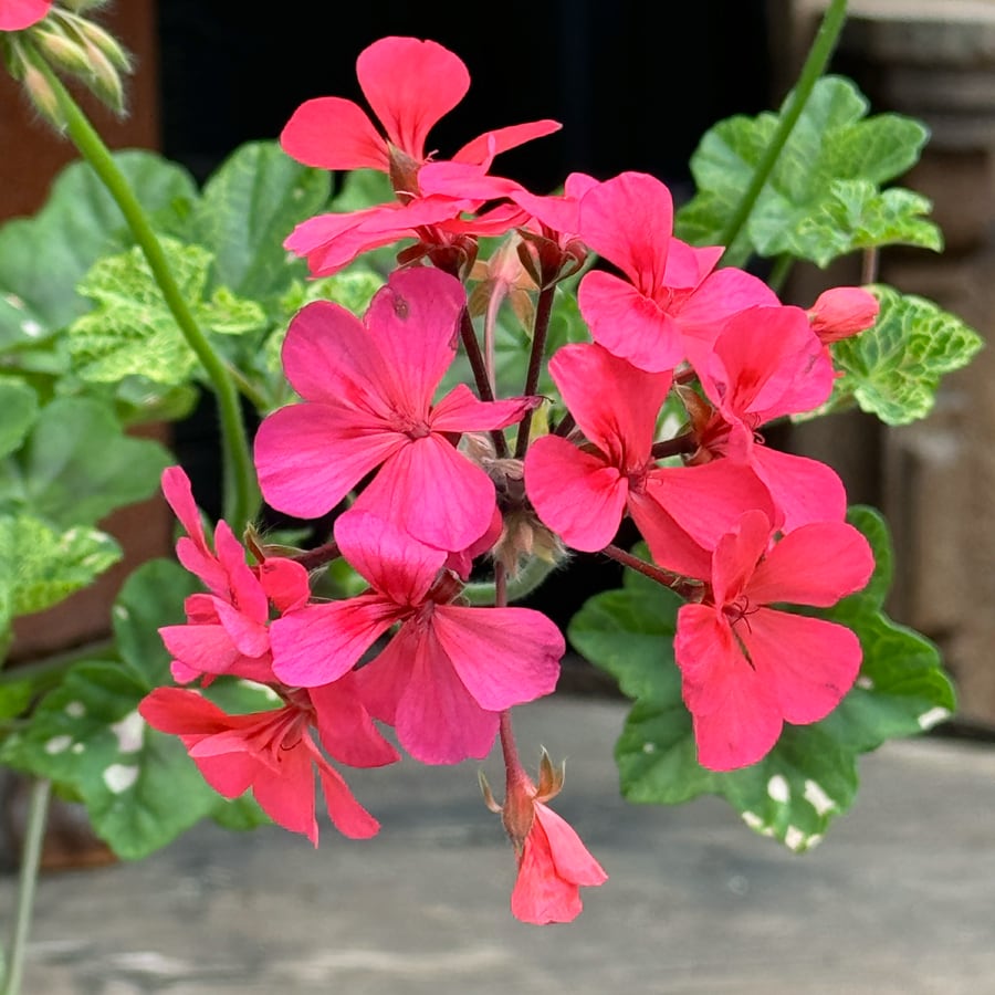 Pelargon Crocodile, blomma