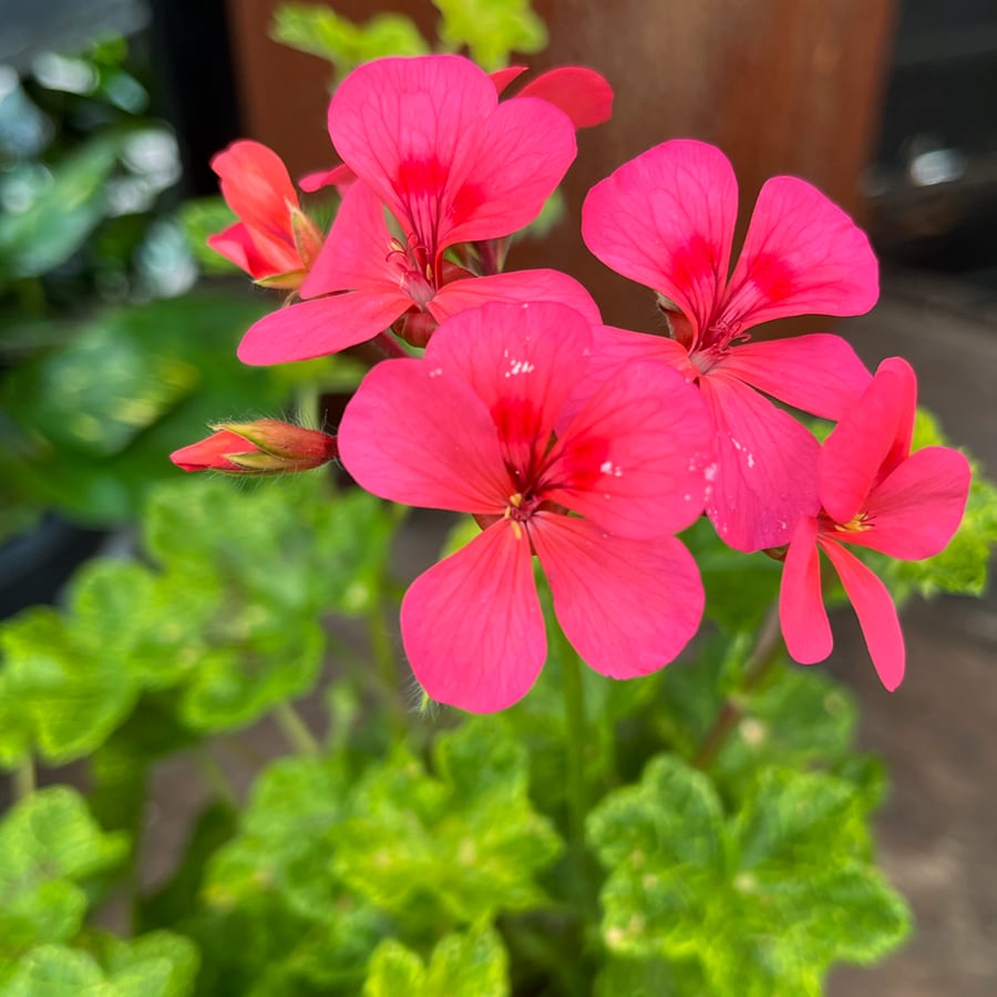 Pelargon Crocodile, blomma