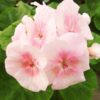 Pelargon First Love, blomma