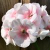 Pelargon First Love, blomma