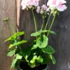 Pelargon First Love, blommande planta